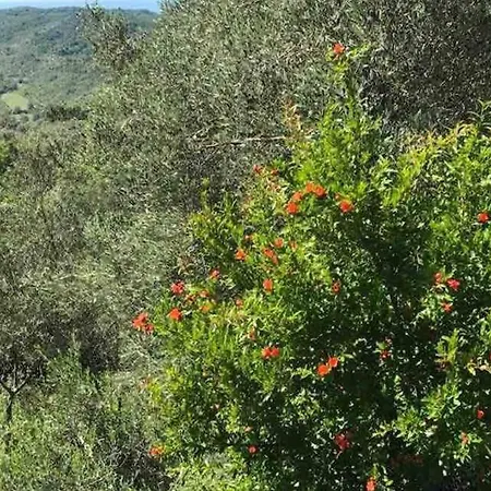Amber Villa